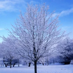 Green Mountain Sugar Maple Tree 13 Green Mountain Sugar Maple Tree -Deals The Flora Sprout Store Green Mountain Sugar Maple 5