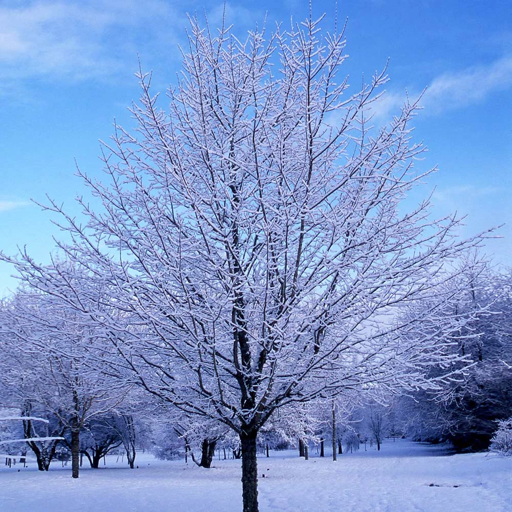 Green Mountain Sugar Maple Tree 8 Green Mountain Sugar Maple Tree - Image 6