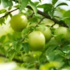 Green Gage Plum 2 Green Gage Plum -Deals The Flora Sprout Store Green Gage Plum 600x600 f3677a03 8f2c 4aed a91d 6b51be46e619