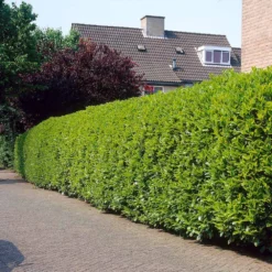 Greenfinity Cherry Laurel 9 Greenfinity Cherry Laurel -Deals The Flora Sprout Store Greenfinity Laurel 3 FGT