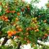 Hamlin Sweet Orange Tree 2 Hamlin Sweet Orange Tree -Deals The Flora Sprout Store Hamlin Orange FGT 600x600 6b2410e4 cdd2 4121 85d6 6a5985009e41