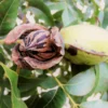 Hardy Pecan -Deals The Flora Sprout Store Hardy pecan FGT 600x600 e00b4782 e4b1 41dd a9a1 1a9a9e073bb8
