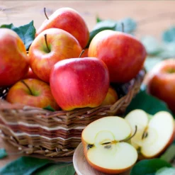 Fuji & Haralson Twisted Apple Tree 11 Fuji & Haralson Twisted Apple Tree -Deals The Flora Sprout Store Harelson