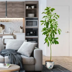 Smoothie Kit 15 Smoothie Kit -Deals The Flora Sprout Store Hass Avocado 1 FGT