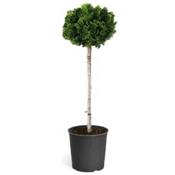Dwarf Hinoki Cypress Tree 13 Dwarf Hinoki Cypress Tree -Deals The Flora Sprout Store Hinoki Cypress Standard 1