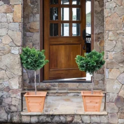 Dwarf Hinoki Cypress Tree 11 Dwarf Hinoki Cypress Tree -Deals The Flora Sprout Store Hinoki Cypress Standard 2 6bc85b90 3eec 439f 92d1 ae3e8dfe164a