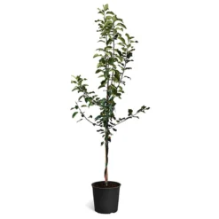 Honeycrispâ„¢ & McIntosh Twisted Apple Tree