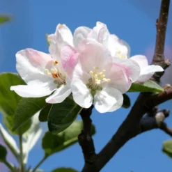 Apple Pollinator Pack 11 Apple Pollinator Pack -Deals The Flora Sprout Store Honeycrisp Apple 2 BB
