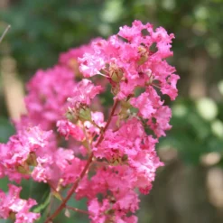 Hopi Crape Myrtle 11 Hopi Crape Myrtle -Deals The Flora Sprout Store Hopi Crape Myrtle 1