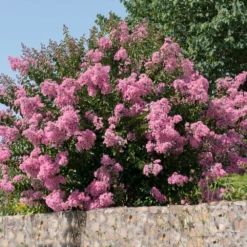 Hopi Crape Myrtle 10 Hopi Crape Myrtle -Deals The Flora Sprout Store Hopi Crape Myrtle 5