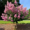 Hopi Crape Myrtle 2 Hopi Crape Myrtle -Deals The Flora Sprout Store Hopi Crape Myrtle FGT 600x600 f056a88a 0534 44fb 9b52 5b38e7e51bd1