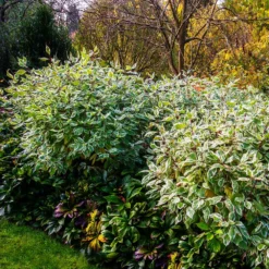 Ivory Halo Dogwood Shrub -Deals The Flora Sprout Store Ivory Halo Dogwood 2