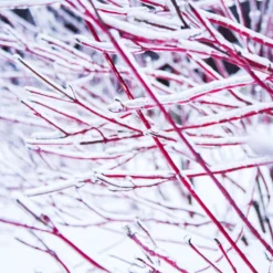 Ivory Halo Dogwood Shrub -Deals The Flora Sprout Store Ivory Halo Dogwood 4