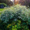 Ivory Halo Dogwood Shrub -Deals The Flora Sprout Store Ivory Halo Dogwood 600x600 bf77bd97 506a 44c6 b313 b15ef448673f