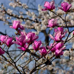 Jane Magnolia -Deals The Flora Sprout Store Jane Magnolia 4 FGT