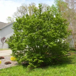 Jane Magnolia -Deals The Flora Sprout Store Janr Magnolia 5 FGT