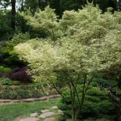 Butterfly Japanese Maple Tree -Deals The Flora Sprout Store Japanese Maple BUtterfly 1