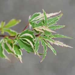 Butterfly Japanese Maple Tree -Deals The Flora Sprout Store Japanese Maple BUtterfly 2