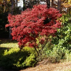 Red Japanese Maple Tree 9 Red Japanese Maple Tree -Deals The Flora Sprout Store Japanese Maple Red 3