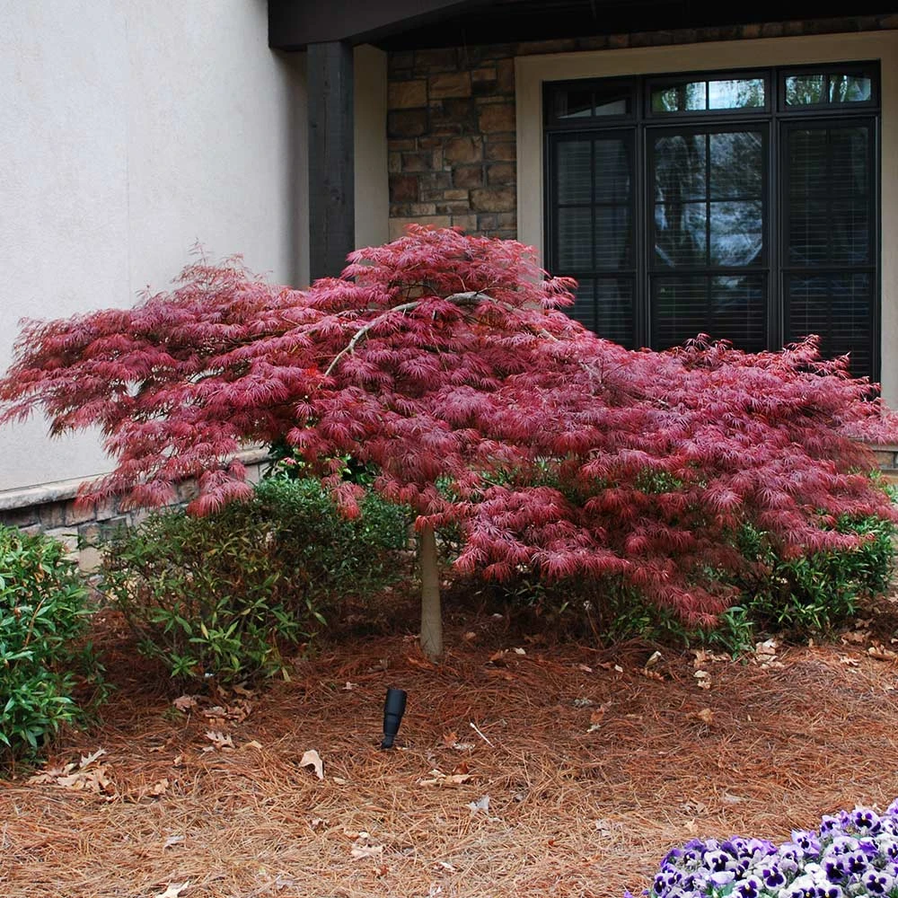 Red Dragon Japanese Maple Tree 7 Red Dragon Japanese Maple Tree - Image 5