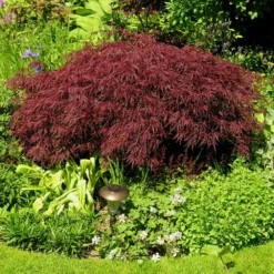Red Dragon Japanese Maple Tree 9 Red Dragon Japanese Maple Tree -Deals The Flora Sprout Store Japanese Maple Red Dragon 3 FGT