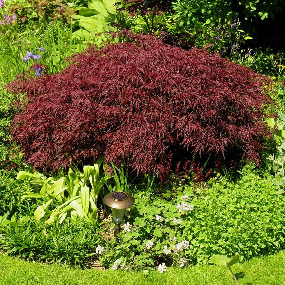 Red Dragon Japanese Maple Tree 5 Red Dragon Japanese Maple Tree - Image 3