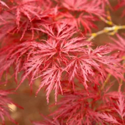 Red Dragon Japanese Maple Tree 10 Red Dragon Japanese Maple Tree -Deals The Flora Sprout Store Japanese Maple Red Dragon 5