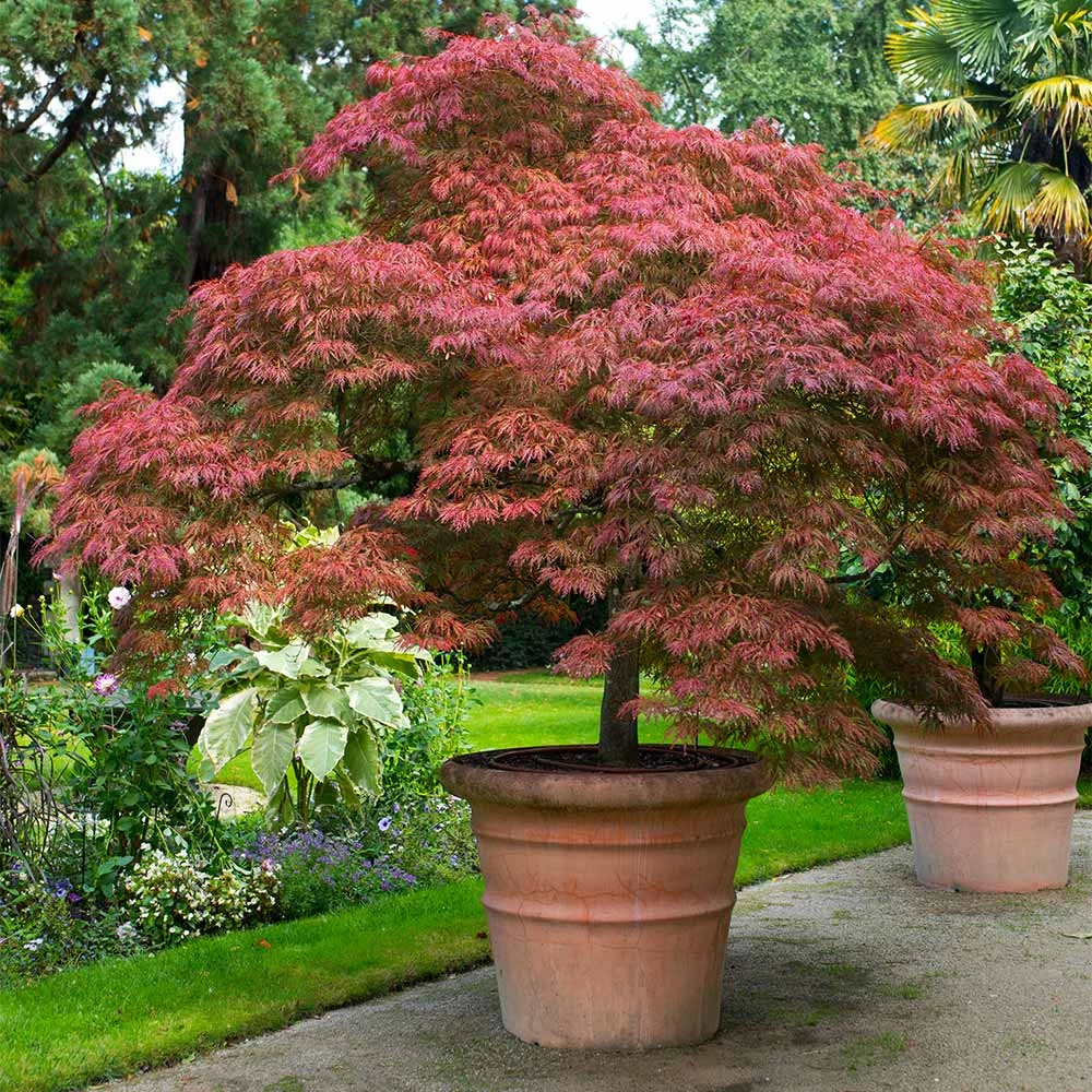 Red Dragon Japanese Maple Tree 4 Red Dragon Japanese Maple Tree - Image 2