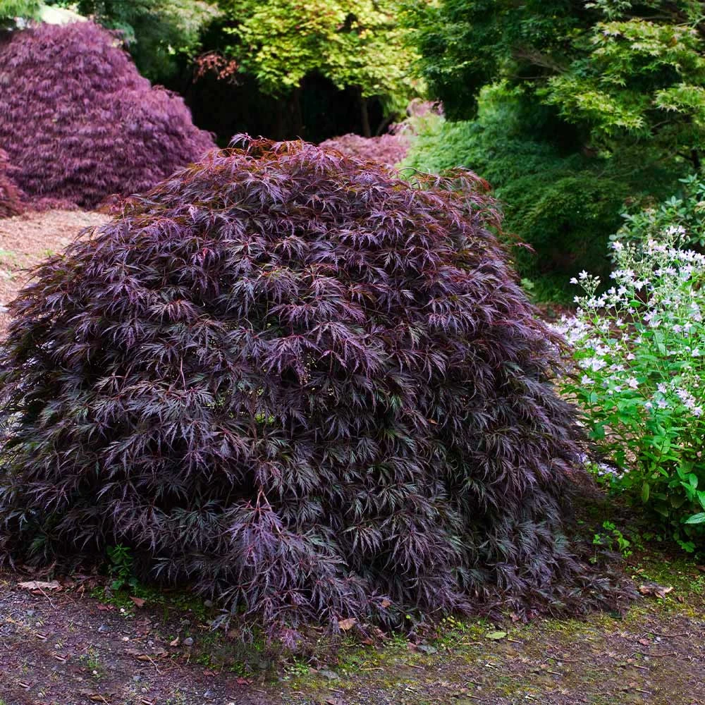 Tamukeyama Japanese Maple Tree 6 Tamukeyama Japanese Maple Tree - Image 4