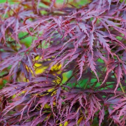 Tamukeyama Japanese Maple Tree 11 Tamukeyama Japanese Maple Tree -Deals The Flora Sprout Store Japanese Maple Tamukayama 3