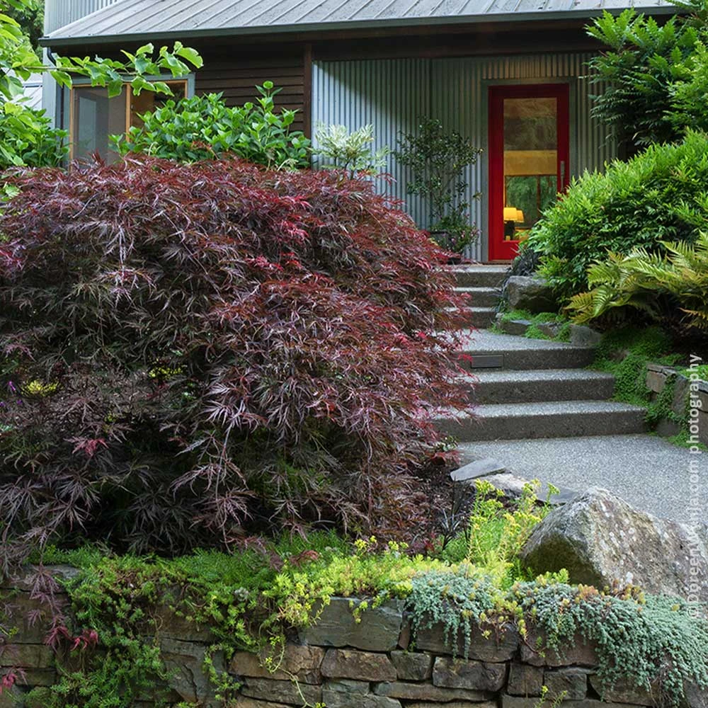 Tamukeyama Japanese Maple Tree 4 Tamukeyama Japanese Maple Tree - Image 2