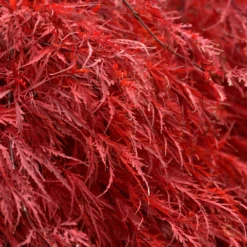 Tamukeyama Japanese Maple Tree 9 Tamukeyama Japanese Maple Tree -Deals The Flora Sprout Store Japanese Maple Tamukayama 5