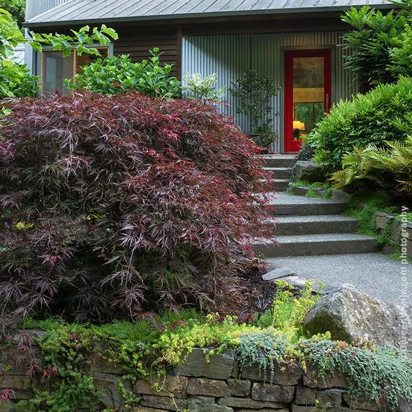 Tamukeyama Japanese Maple Tree 3 Tamukeyama Japanese Maple Tree