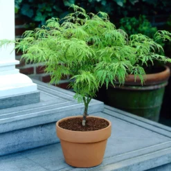Weeping Japanese Maple 'Viridis' Tree 13 Weeping Japanese Maple 'Viridis' Tree -Deals The Flora Sprout Store Japanese Maple Viridis 4