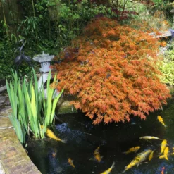 Weeping Japanese Maple 'Viridis' Tree 12 Weeping Japanese Maple 'Viridis' Tree -Deals The Flora Sprout Store Japanese Maple Viridis 5