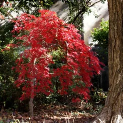 Red Select Japanese Maple Tree 12 Red Select Japanese Maple Tree -Deals The Flora Sprout Store Japanese Red Select 1