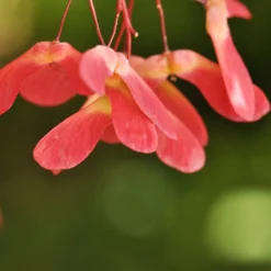 Red Select Japanese Maple Tree 13 Red Select Japanese Maple Tree -Deals The Flora Sprout Store Japanese Red Select 4