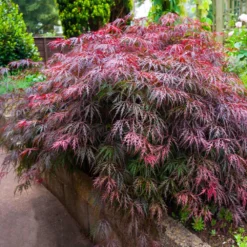 Red Select Japanese Maple Tree 10 Red Select Japanese Maple Tree -Deals The Flora Sprout Store Japanese Red Select 5