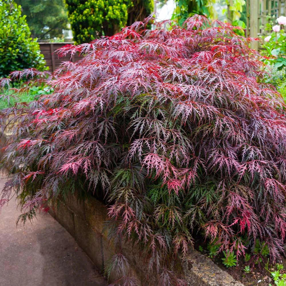 Red Select Japanese Maple Tree 5 Red Select Japanese Maple Tree - Image 3