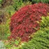 Red Select Japanese Maple Tree 2 Red Select Japanese Maple Tree -Deals The Flora Sprout Store Japanese Red Select FGT 600x600 e681328f 155b 4525 91ed 70b18f0791b9