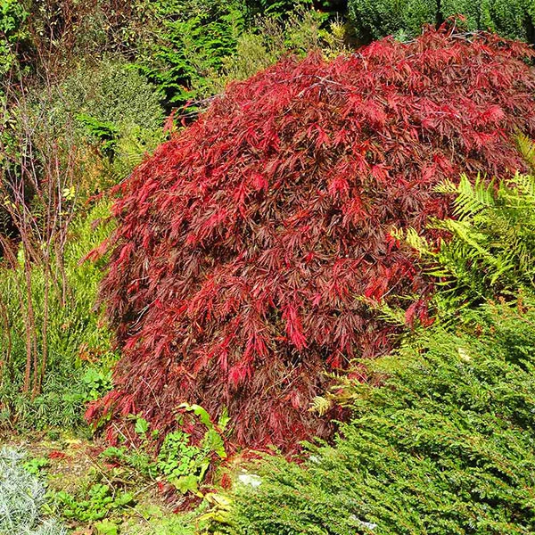 Red Select Japanese Maple Tree 3 Red Select Japanese Maple Tree