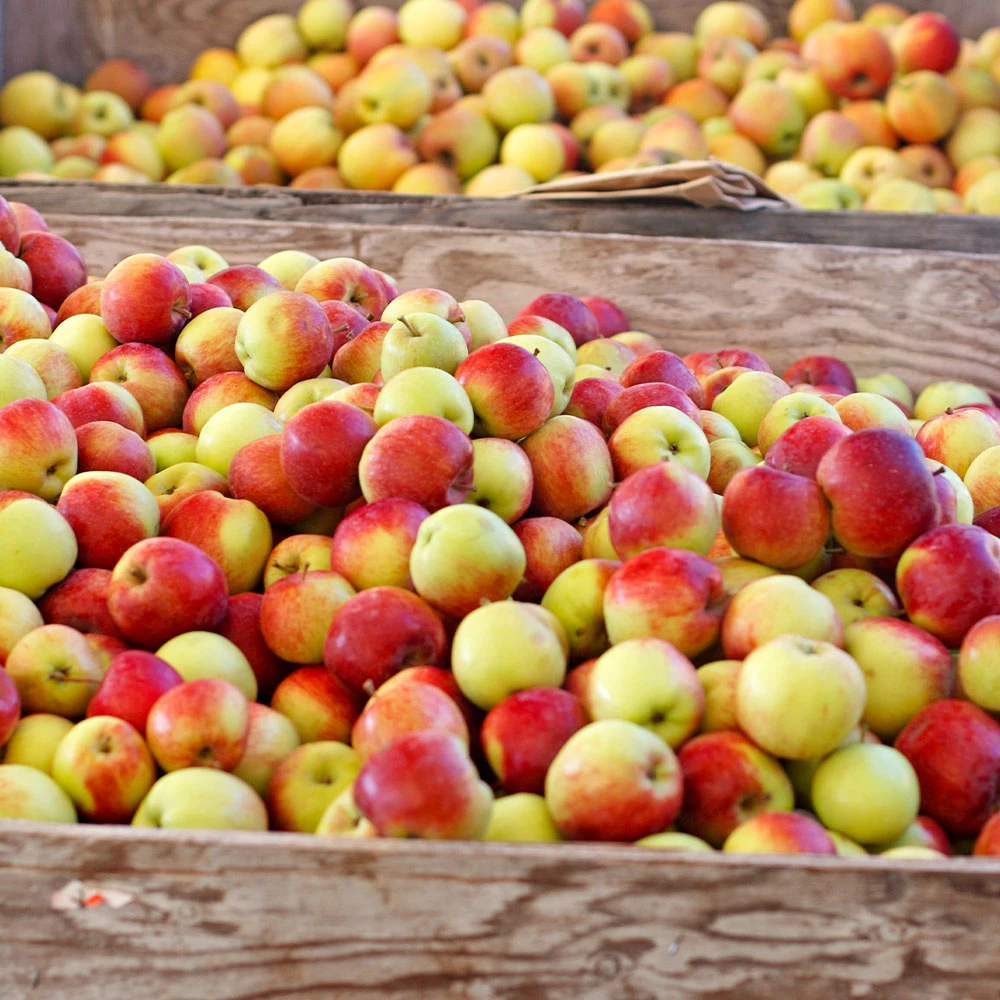 Jonagold Apple Tree 5 Jonagold Apple Tree - Image 3