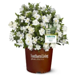 Jubilation™ Gardenia Shrub 9 Jubilation™ Gardenia Shrub -Deals The Flora Sprout Store Jubilation Gardenia 1