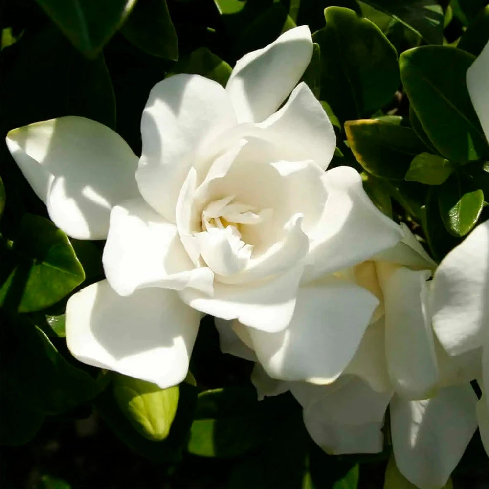 Jubilation™ Gardenia Shrub 6 Jubilation™ Gardenia Shrub - Image 4