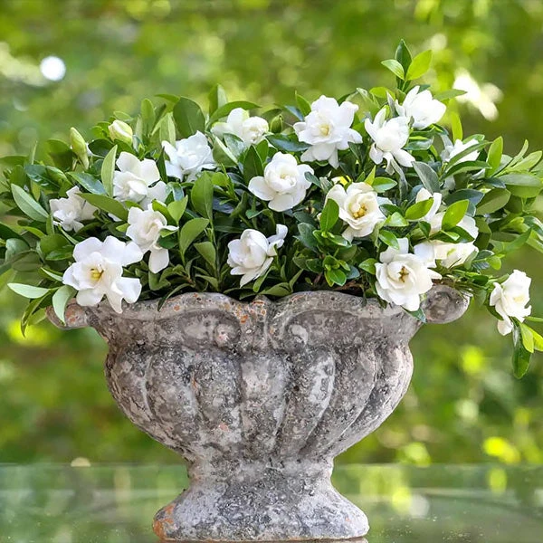 Jubilation™ Gardenia Shrub 3 Jubilation™ Gardenia Shrub