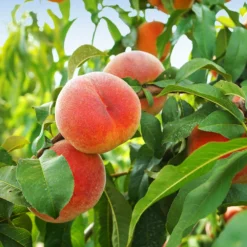 June Gold Peach Tree 9 June Gold Peach Tree -Deals The Flora Sprout Store June Gold peaches 1
