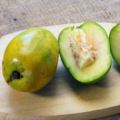 June Plum Tree -Deals The Flora Sprout Store June Plum 5