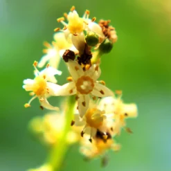 June Plum Tree -Deals The Flora Sprout Store June Plum 6