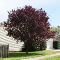 KV' Flowering Plum Tree 11 KV' Flowering Plum Tree -Deals The Flora Sprout Store KV Flowering Plum 2