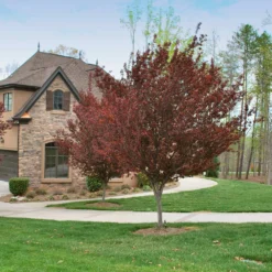 KV' Flowering Plum Tree 10 KV' Flowering Plum Tree -Deals The Flora Sprout Store KV Flowering Plum 4